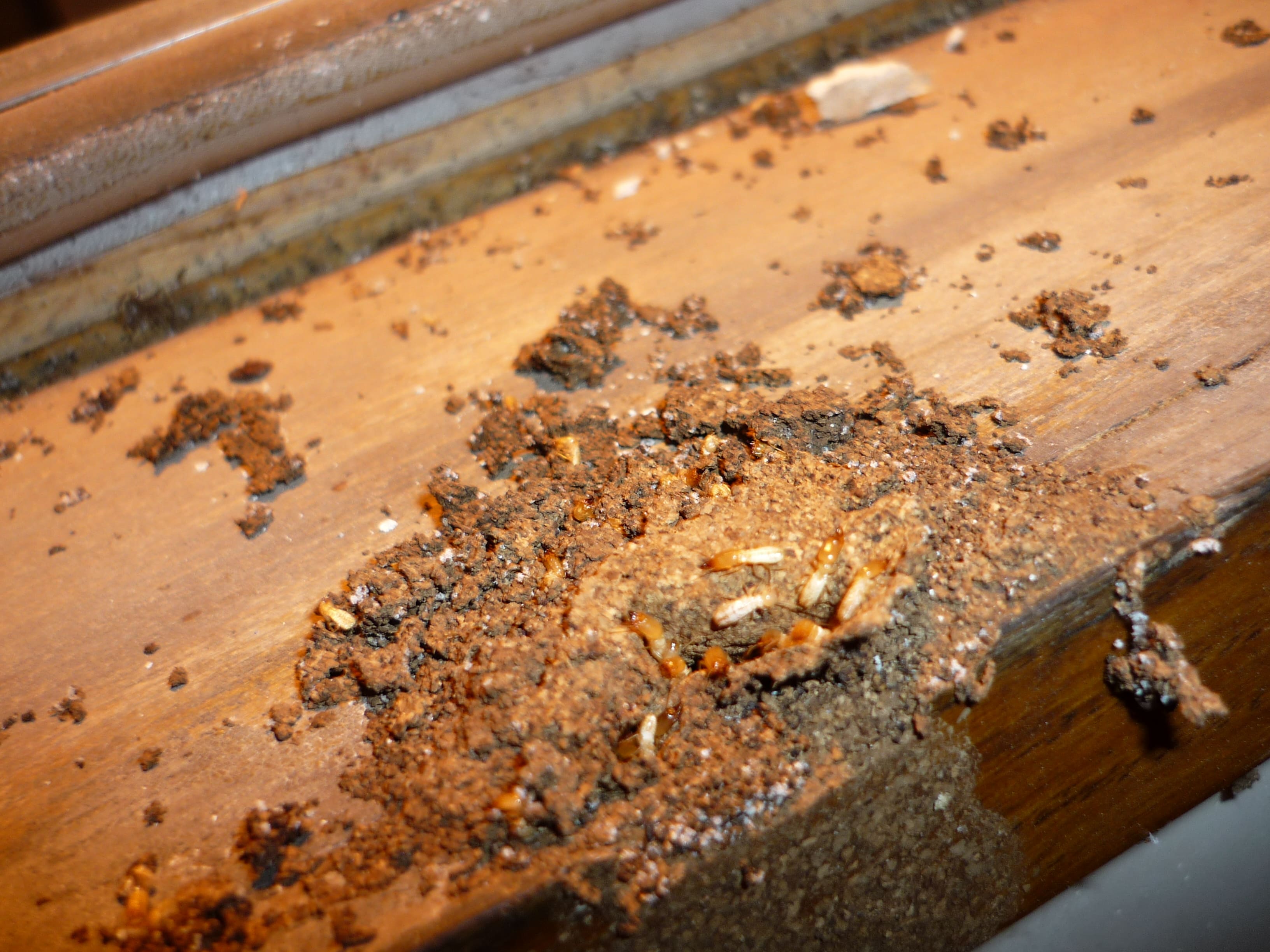 Tratamiento de madera profesional contra carcoma en vigas de madera antiguas en Bilbao, Bizkaia