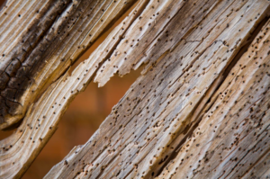 insectos que atacan la madera