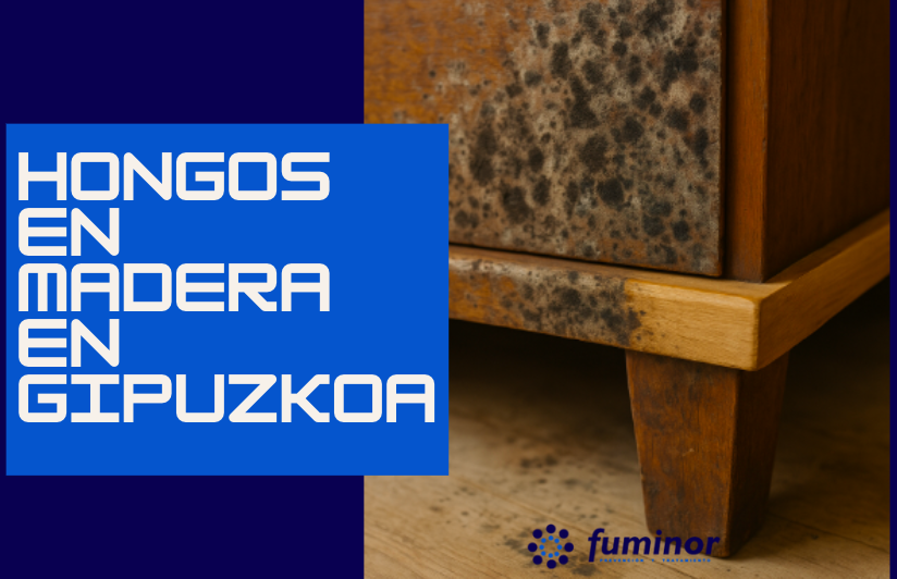 Hongos en Madera en Gipuzkoa