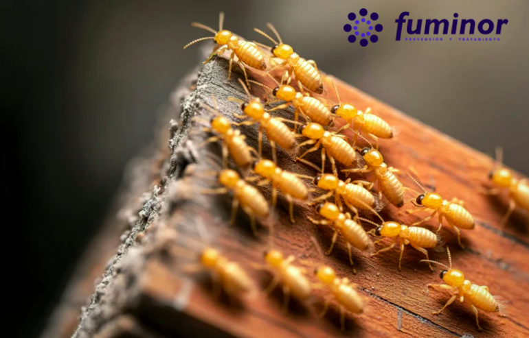 termitas en casa