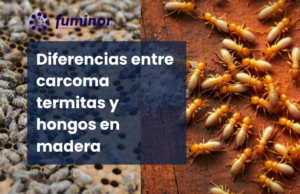 Diferencias entre carcoma termitas y hongos en madera