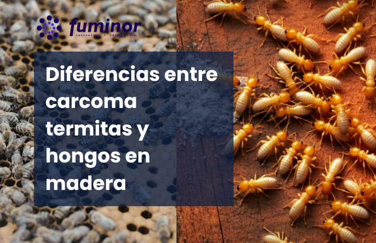 Diferencias entre carcoma termitas y hongos en madera