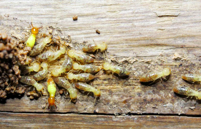 Inyección bajo presión de biocida TP8 en vigas de madera carcoma