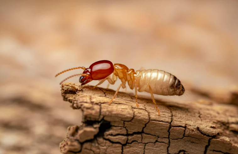 Proyección de gel insecticida en madera para tratamiento de polilla